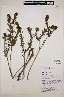 Grindelia tarapacana image