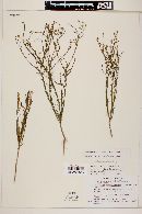 Gutierrezia sphaerocephala image