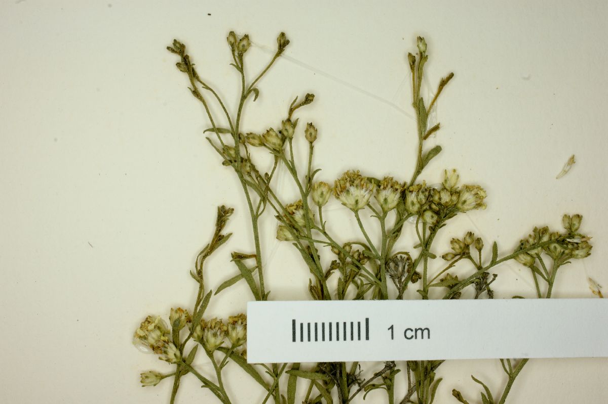 Gutierrezia argyrocarpa image