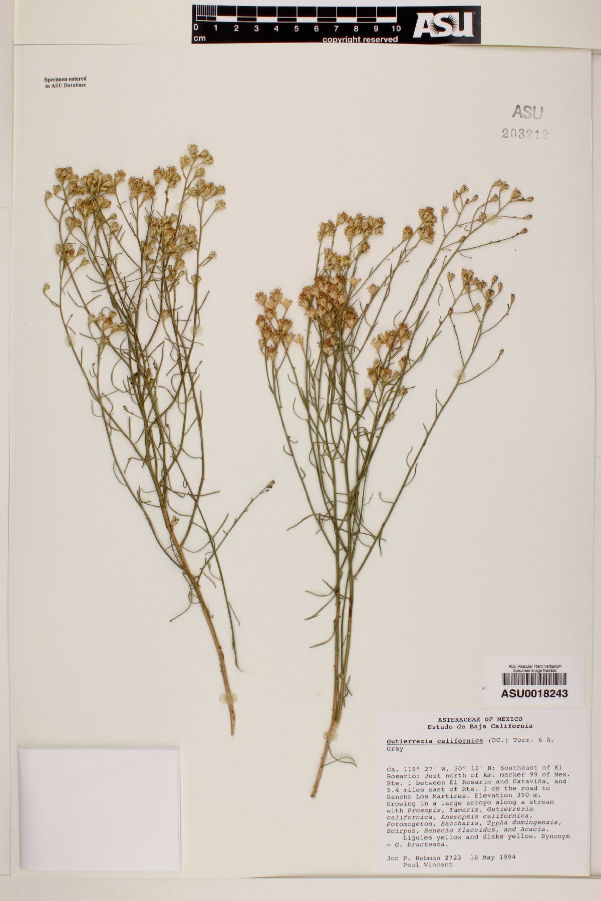 Gutierrezia californica image
