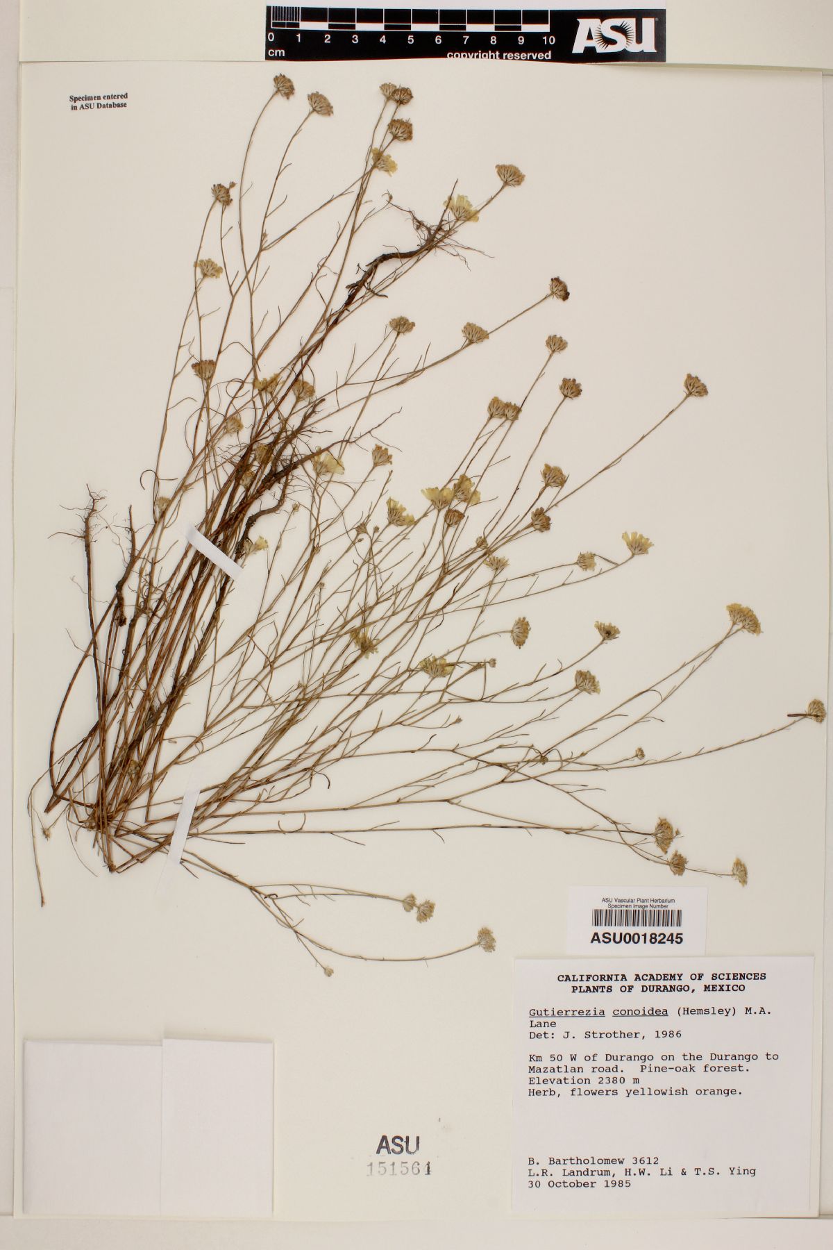 Gutierrezia conoidea image