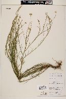 Gutierrezia conoidea image