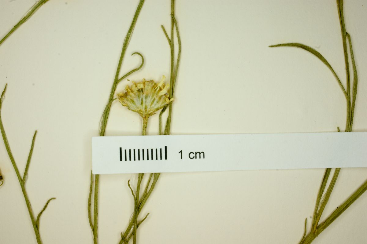 Gutierrezia conoidea image