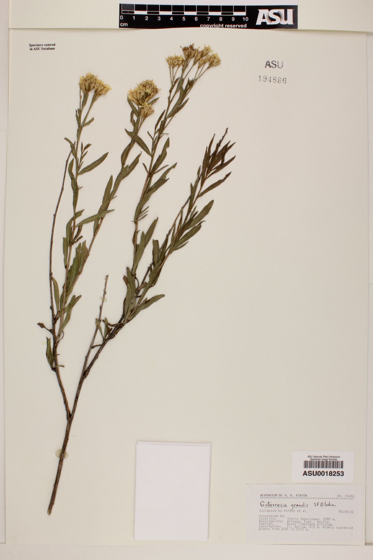 Gutierrezia grandis image