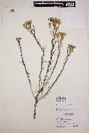 Image of Gutierrezia resinosa