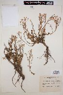 Gutierrezia spathulata image