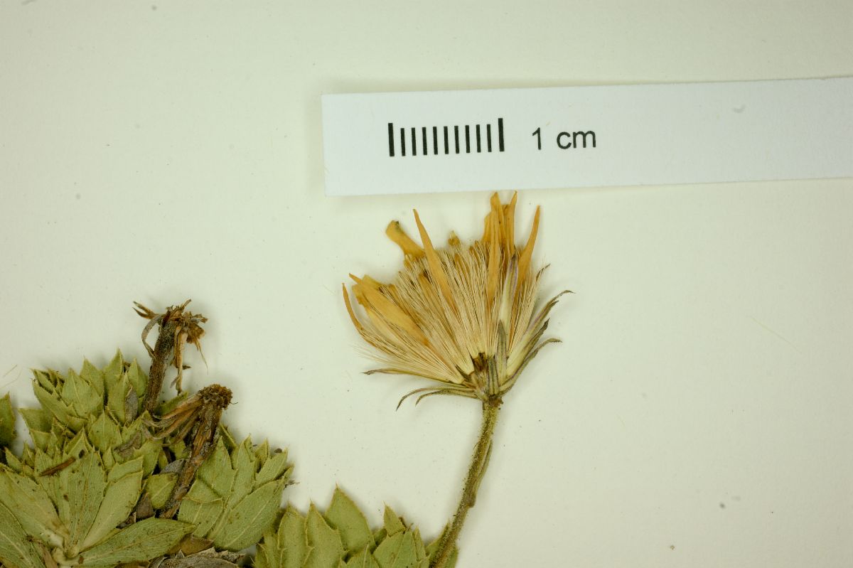 Haplopappus anthylloides image