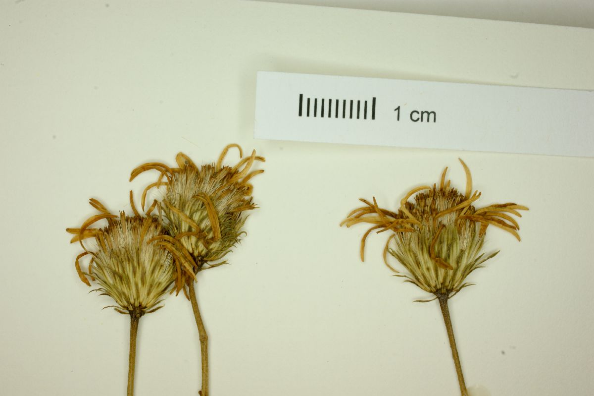 Haplopappus bellidifolius image