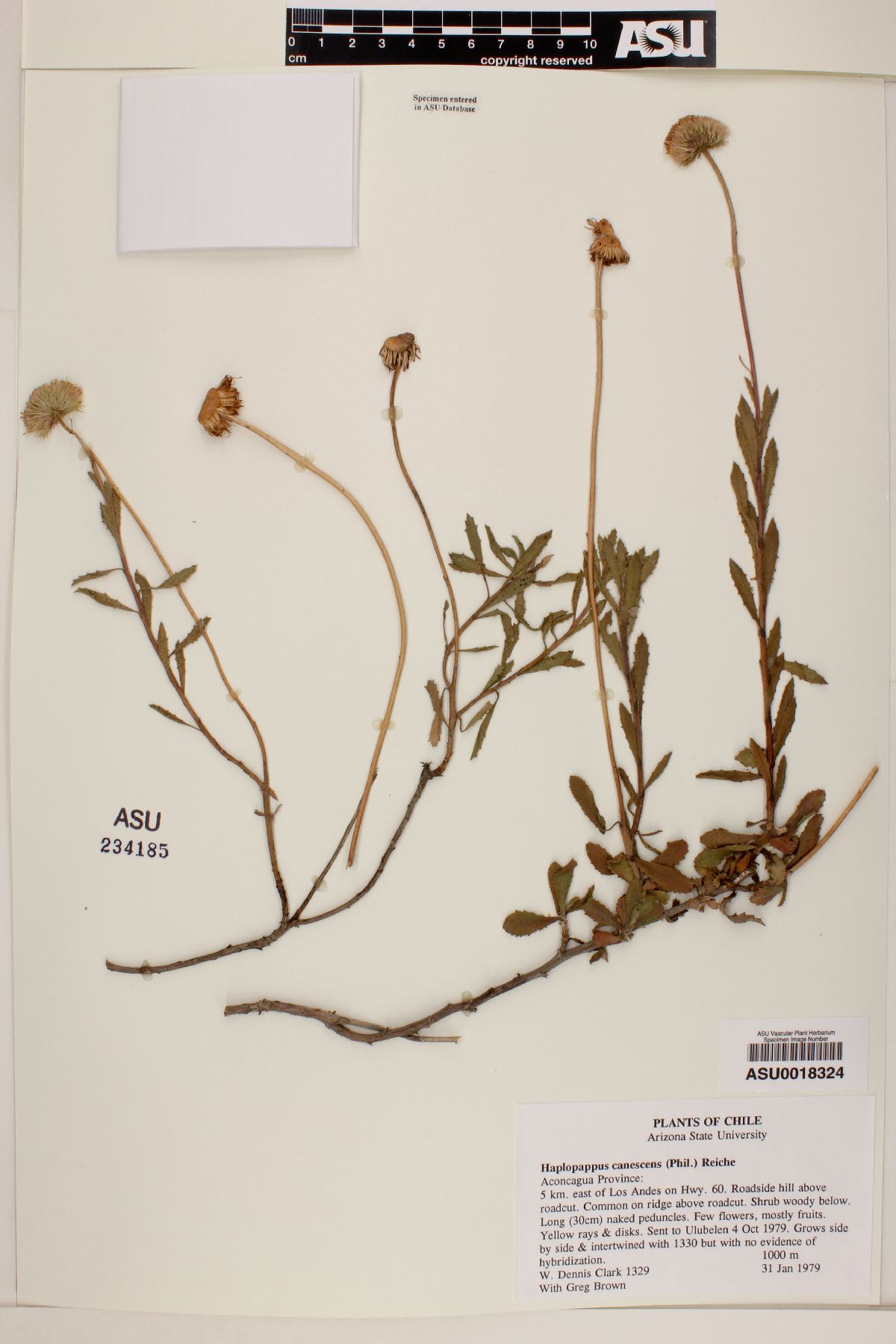Haplopappus canescens image