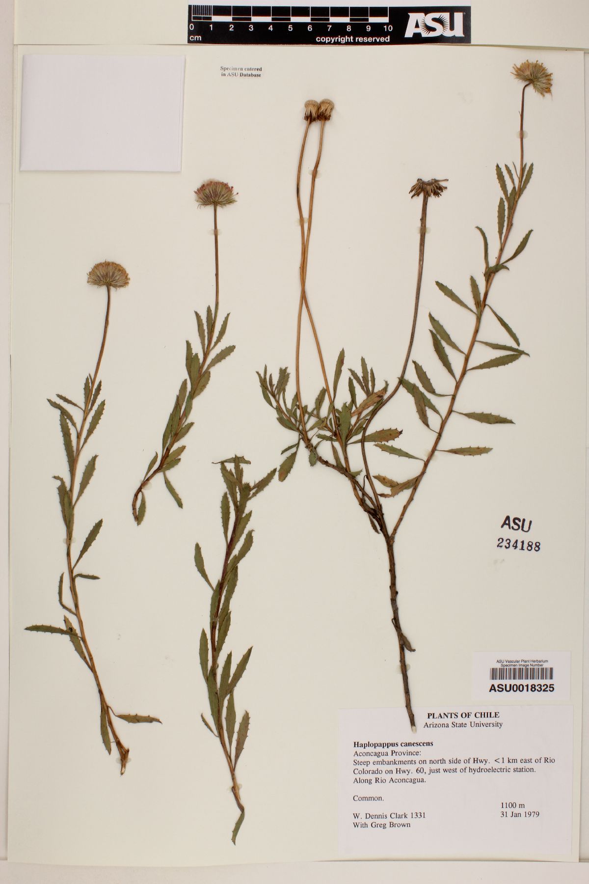 Haplopappus canescens image