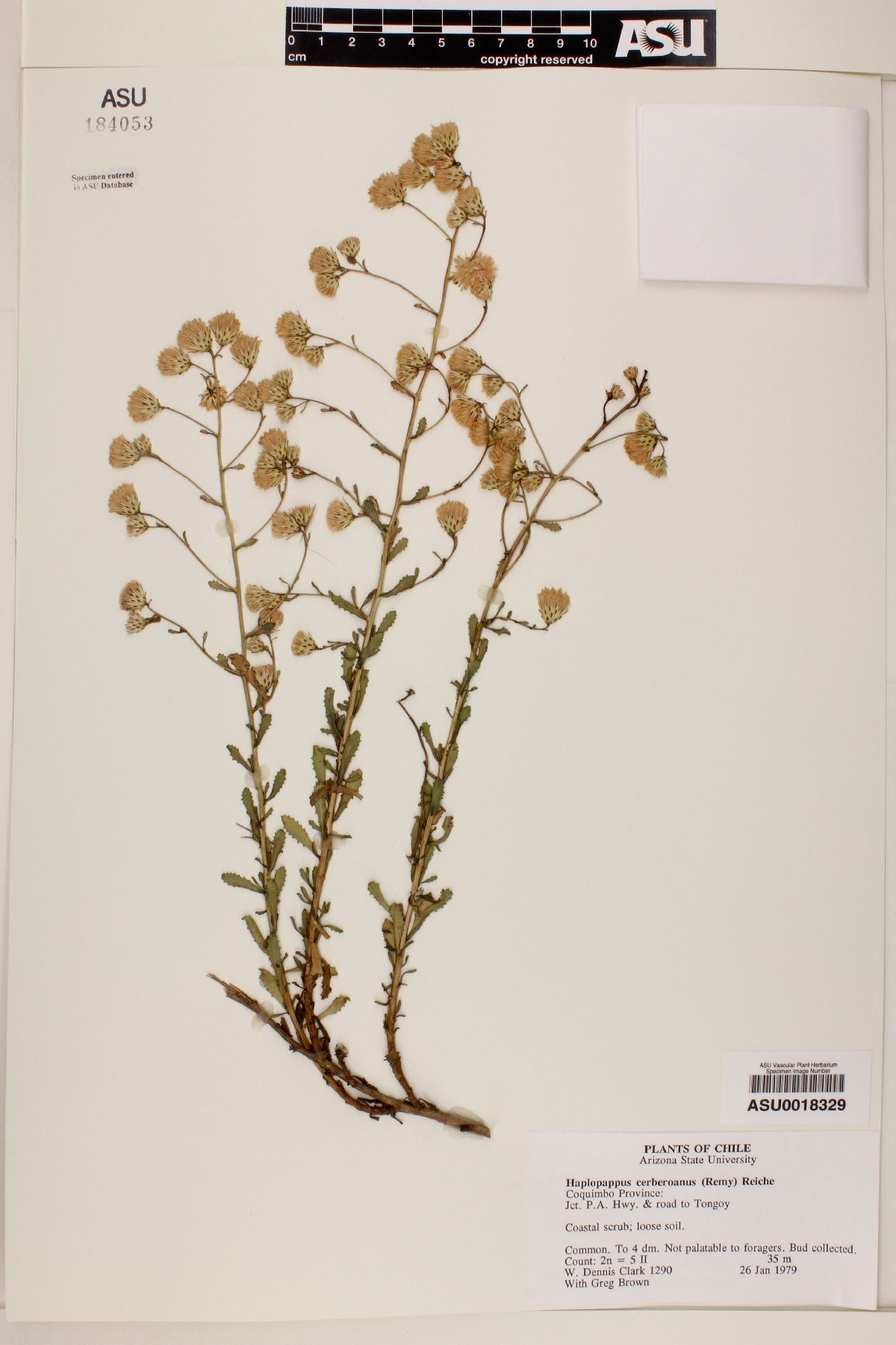 Haplopappus cerberoanus image