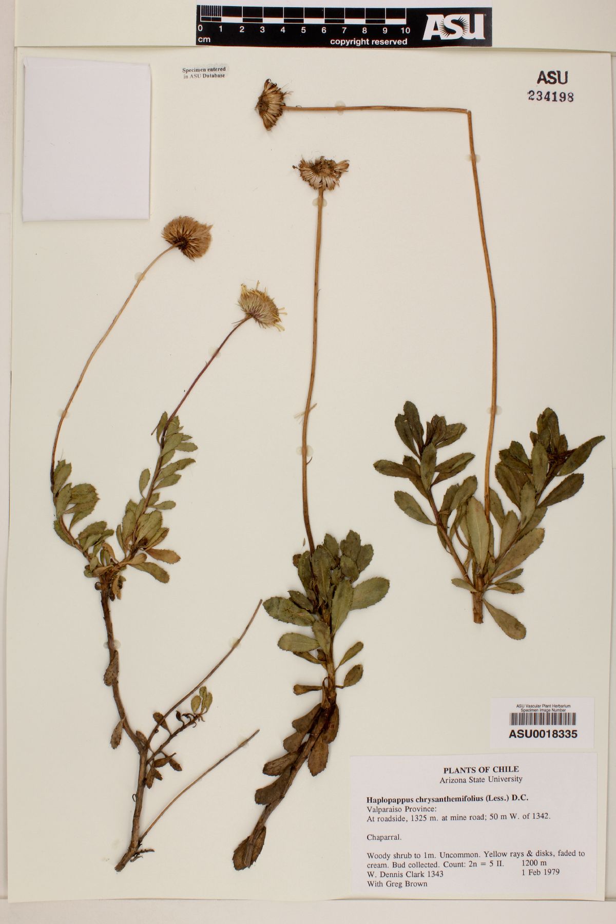 Haplopappus chrysanthemifolius image