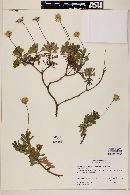 Haplopappus chrysanthemifolius image