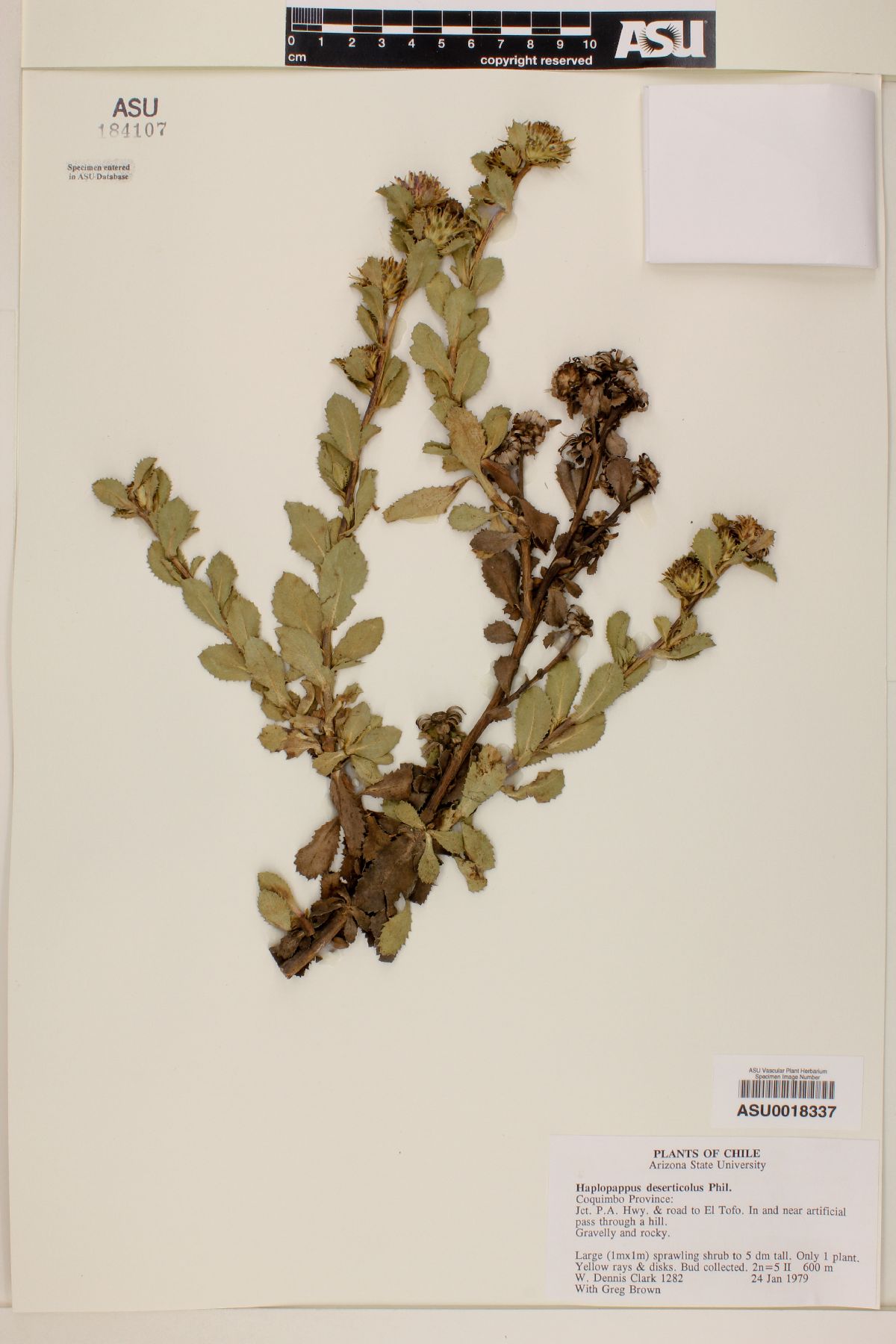 Haplopappus deserticola image