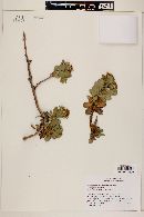 Haplopappus deserticola image