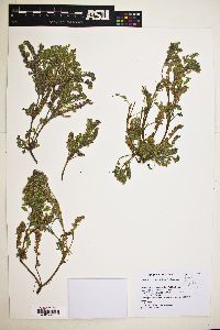 Phacelia lutea image