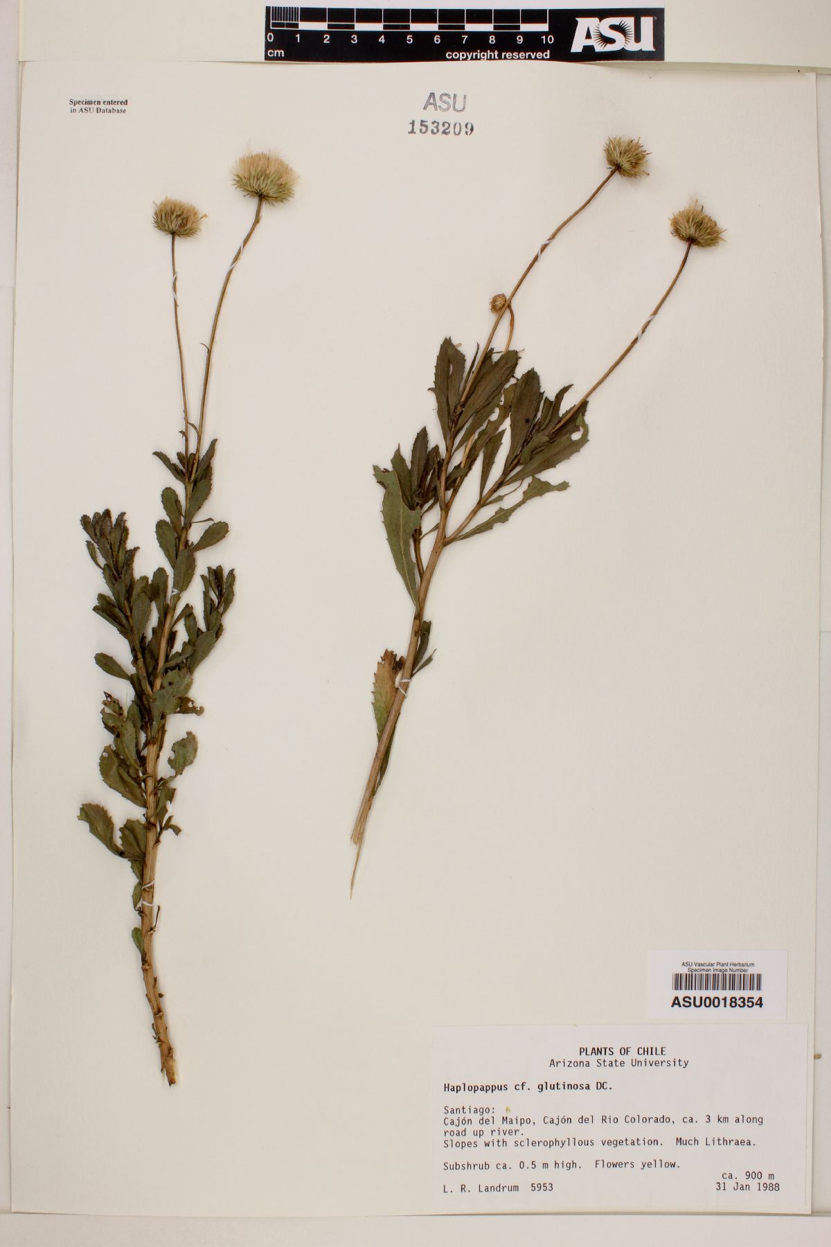 Haplopappus glutinosus image