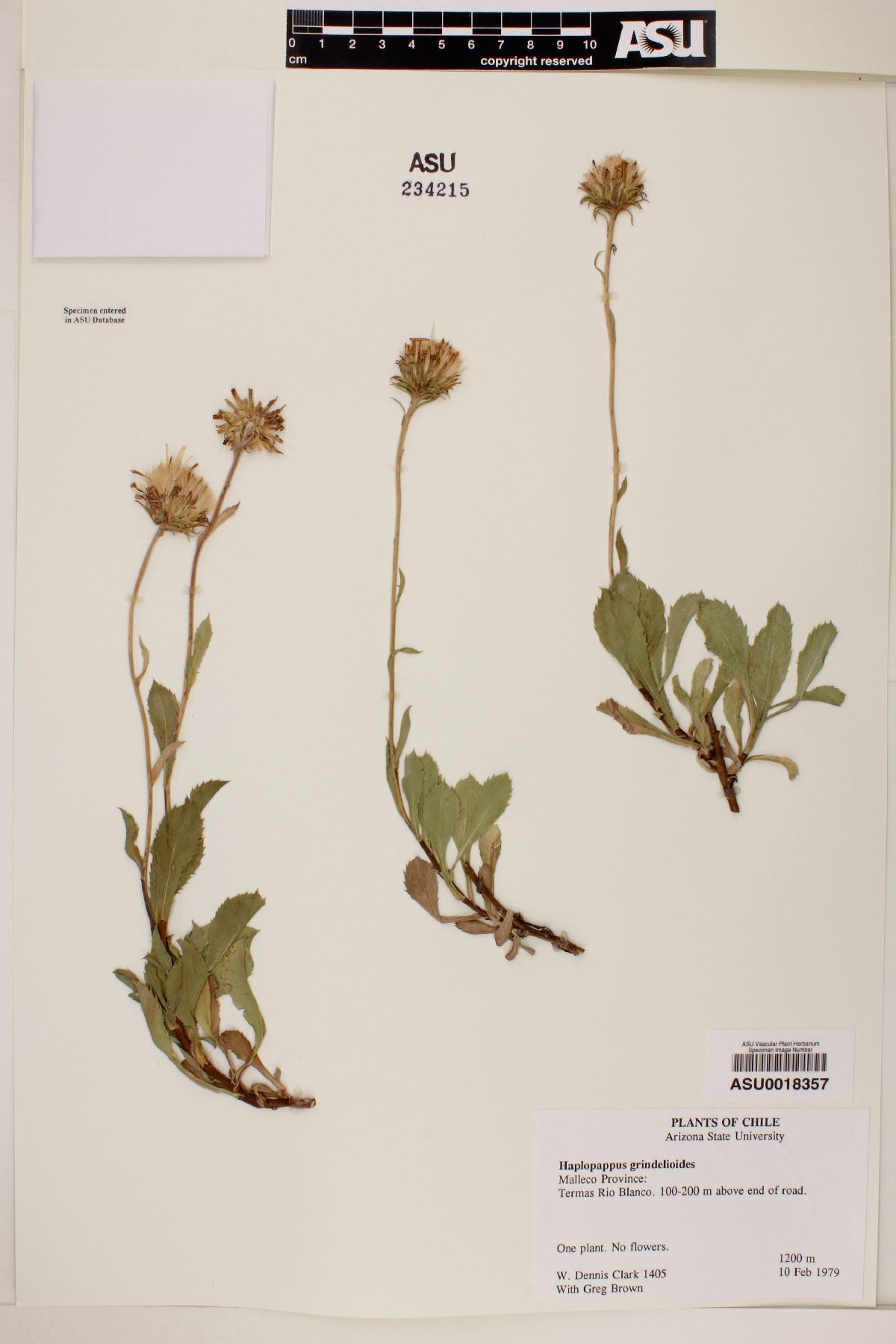 Haplopappus grindelioides image
