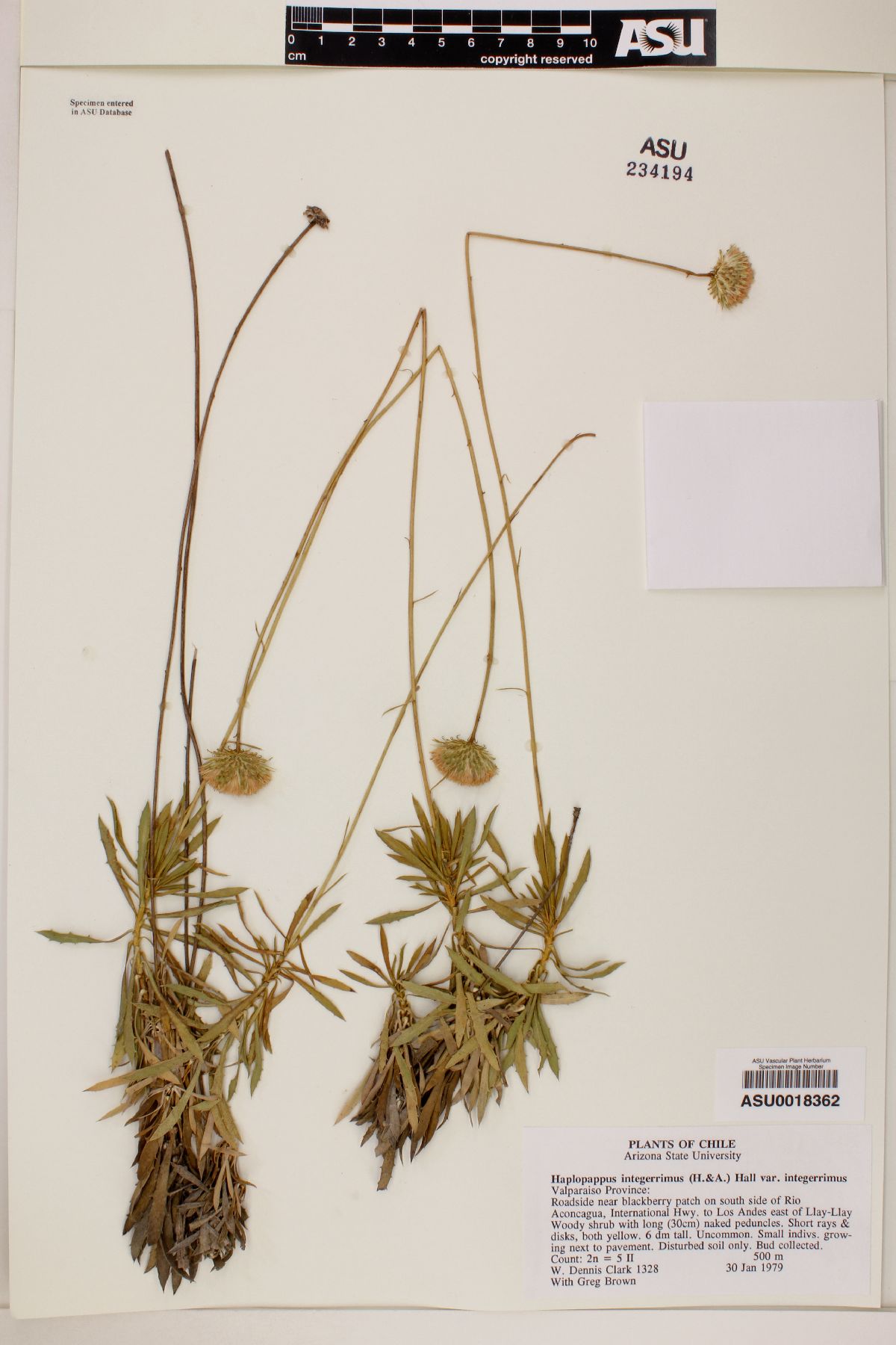 Haplopappus integerrimus image