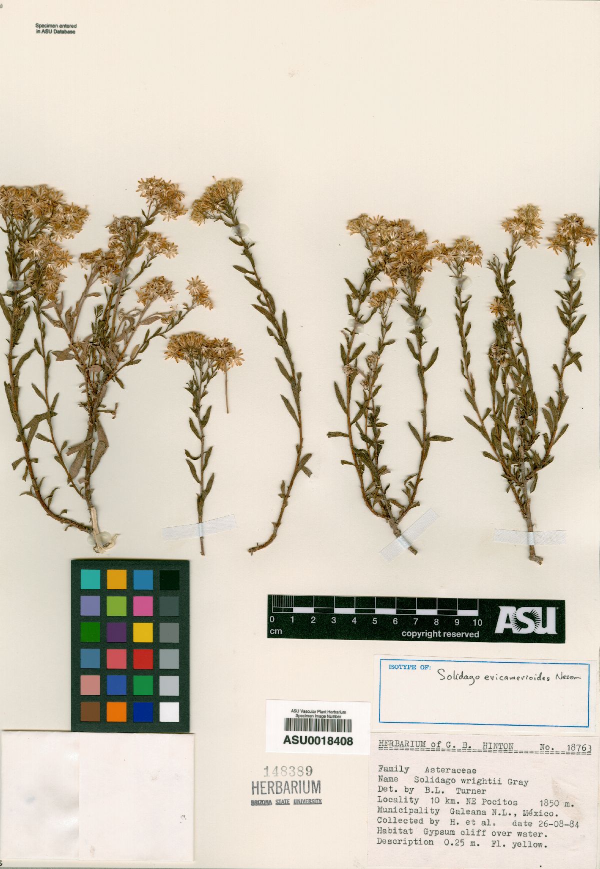 Solidago ericamerioides image