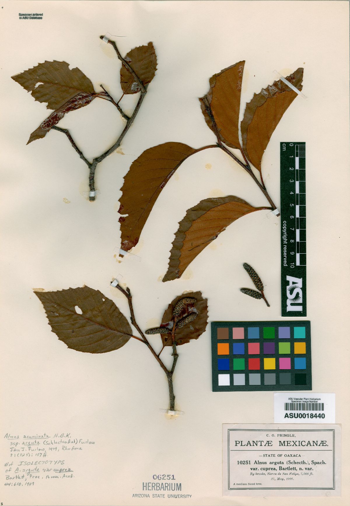 Alnus arguta image