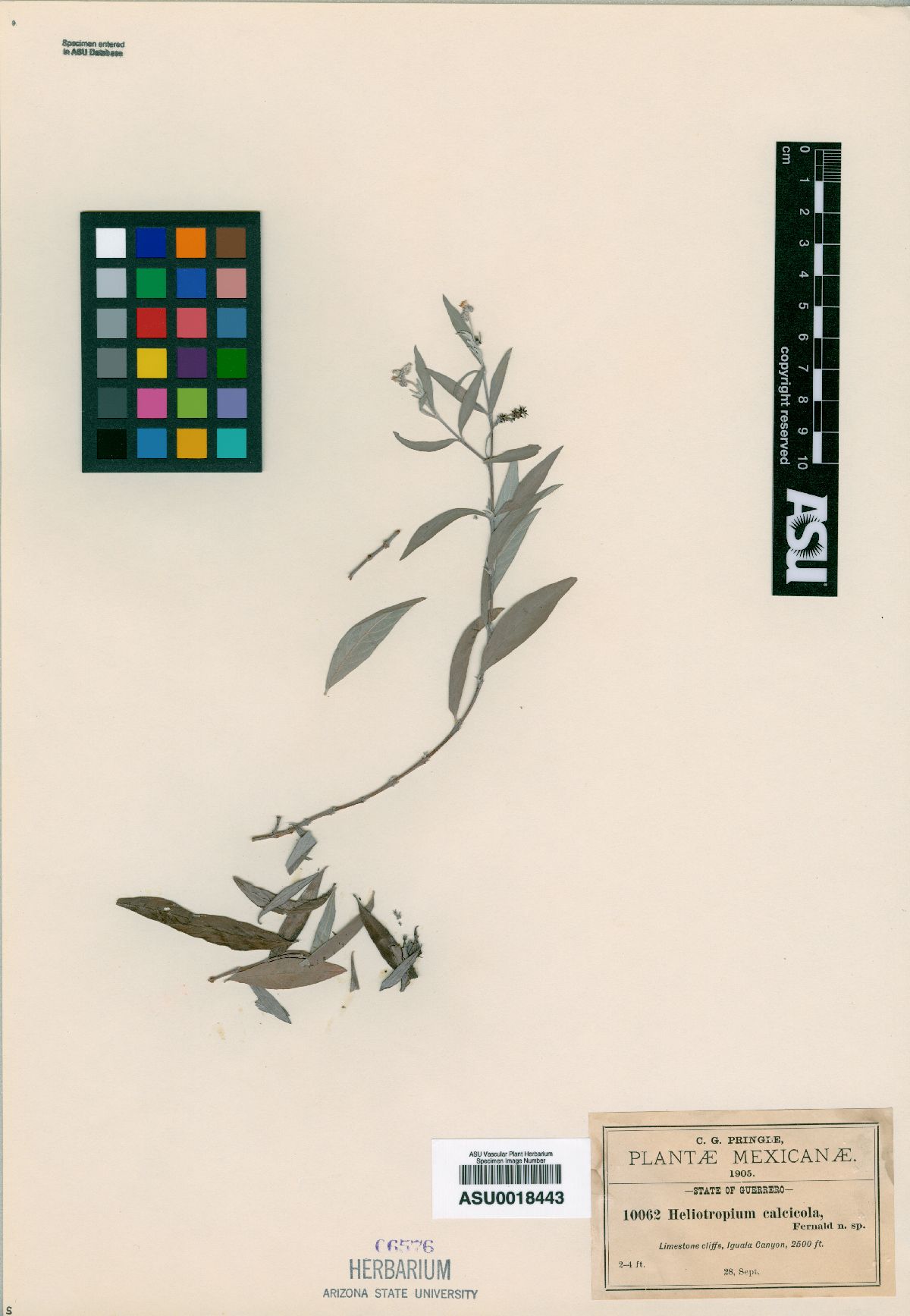 Heliotropium calcicola image