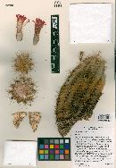 Echinocereus yavapaiensis image