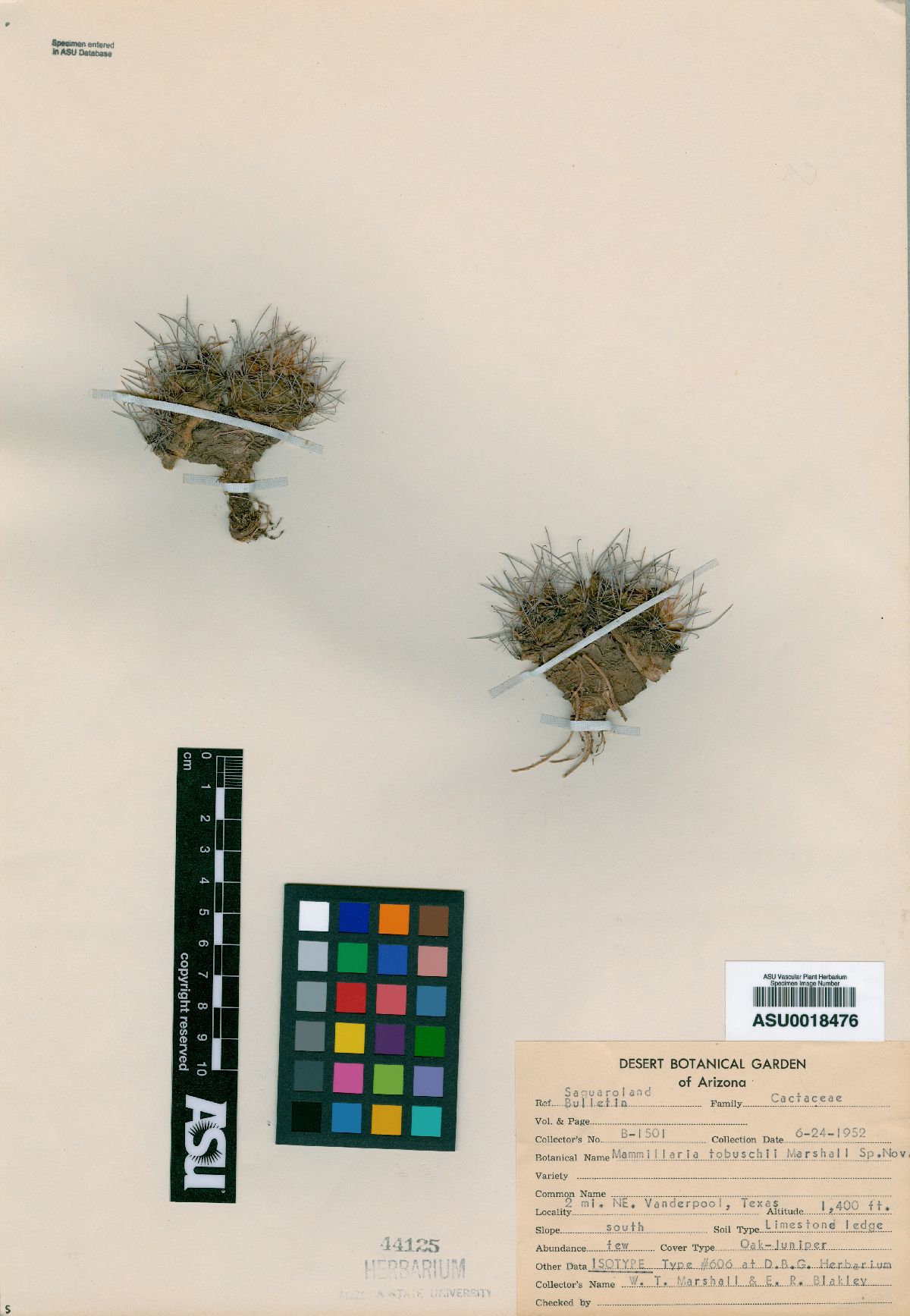 Mammillaria tobuschii image