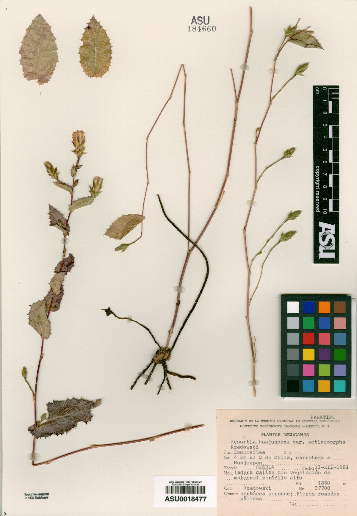 Acourtia huajuapana image