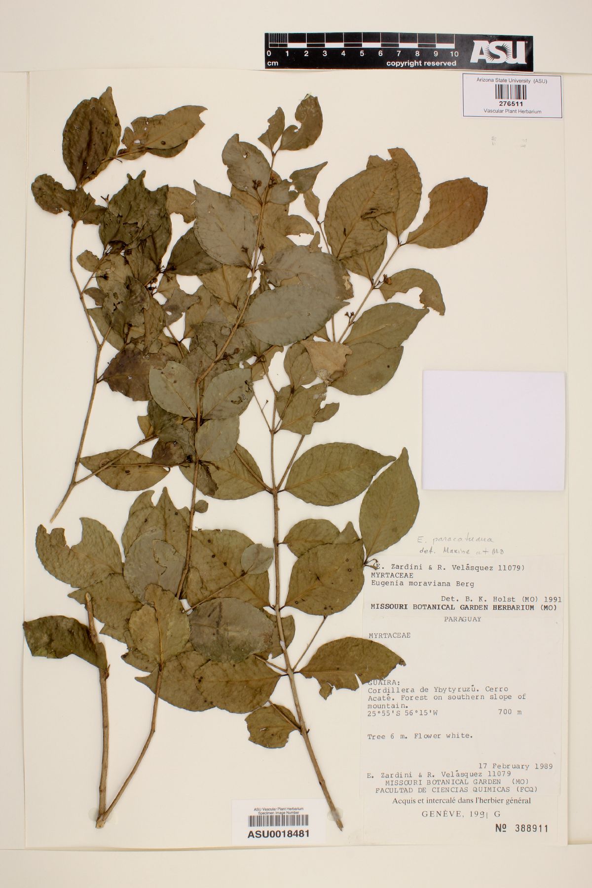 Eugenia paracatuana image