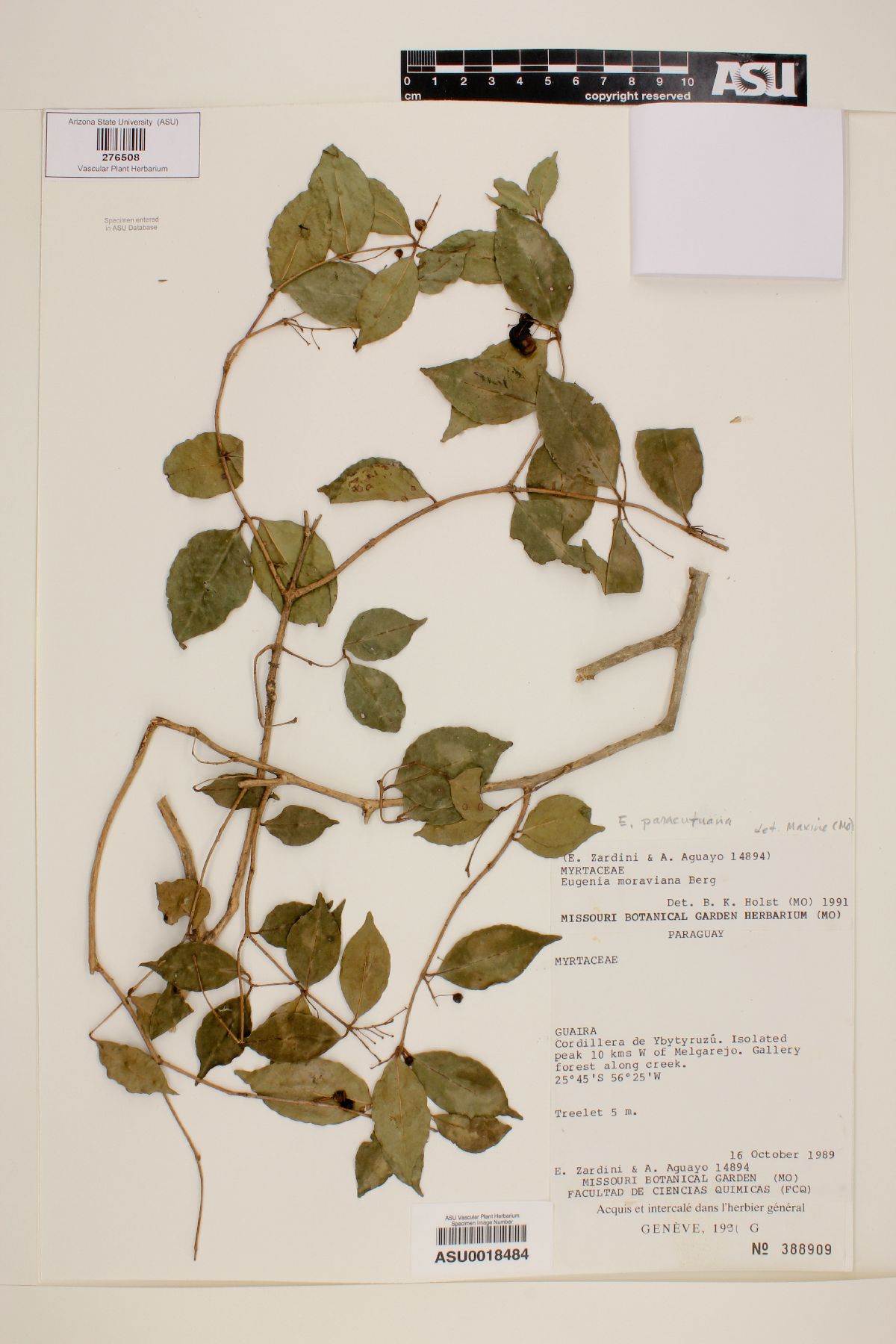 Eugenia paracatuana image