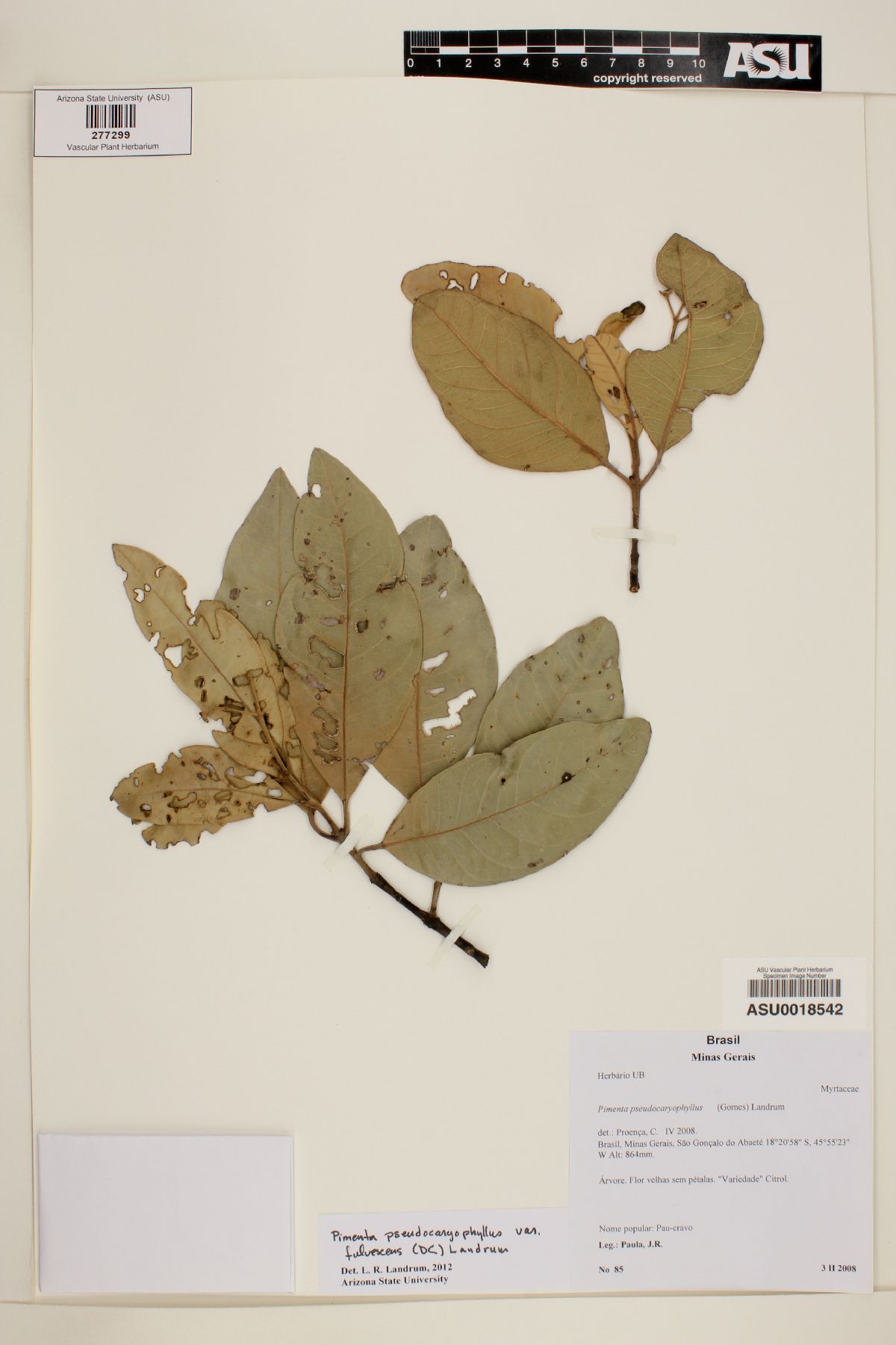 Pimenta pseudocaryophyllus var. fulvescens image
