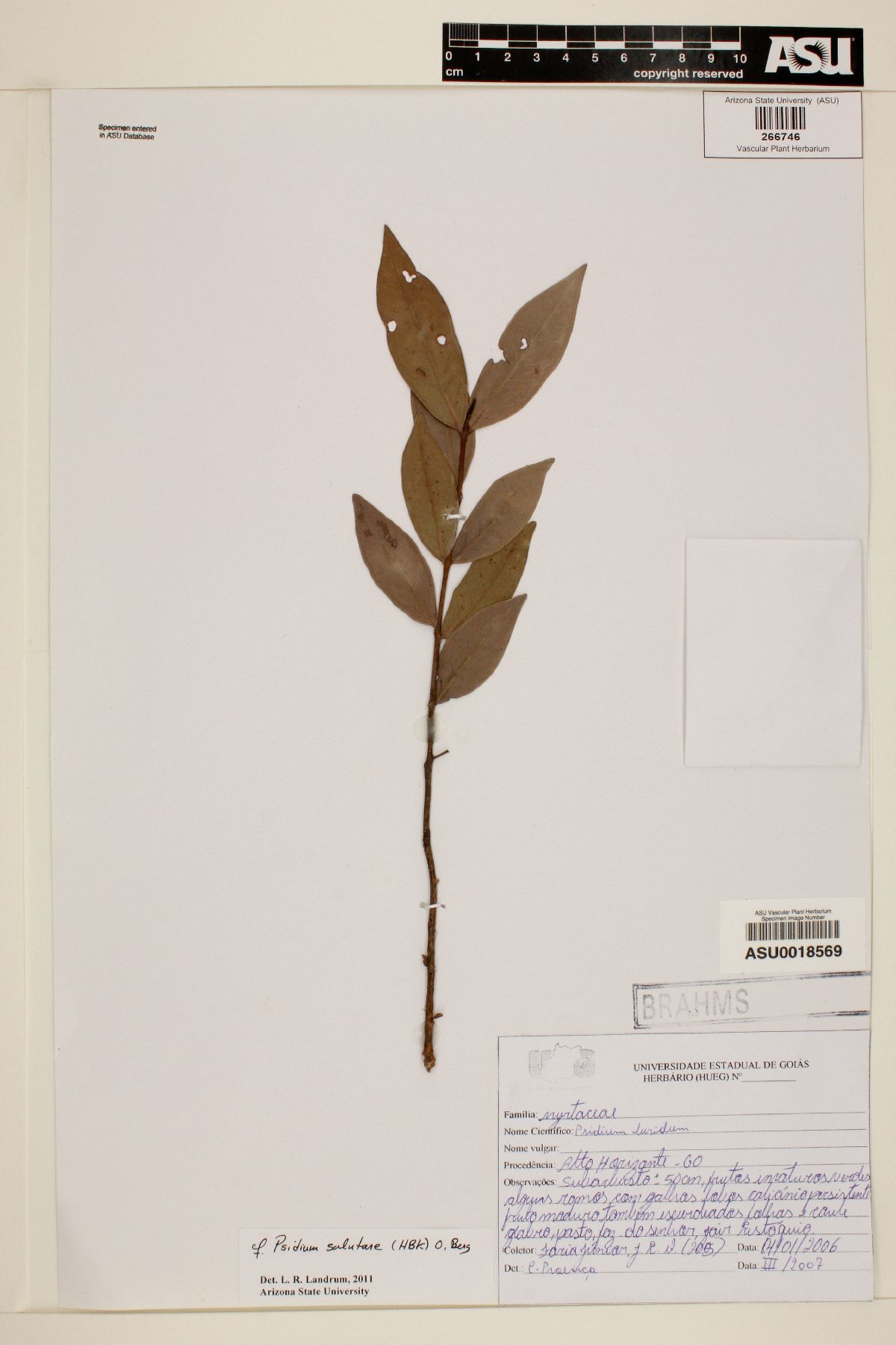 Eugenia sinaloae image