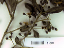 Psidium oligospermum image