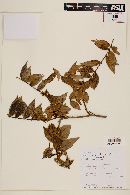 Myrcia bracteata image