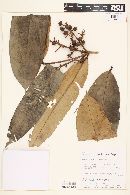 Calyptranthes speciosa image