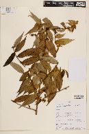 Myrcia bracteata image