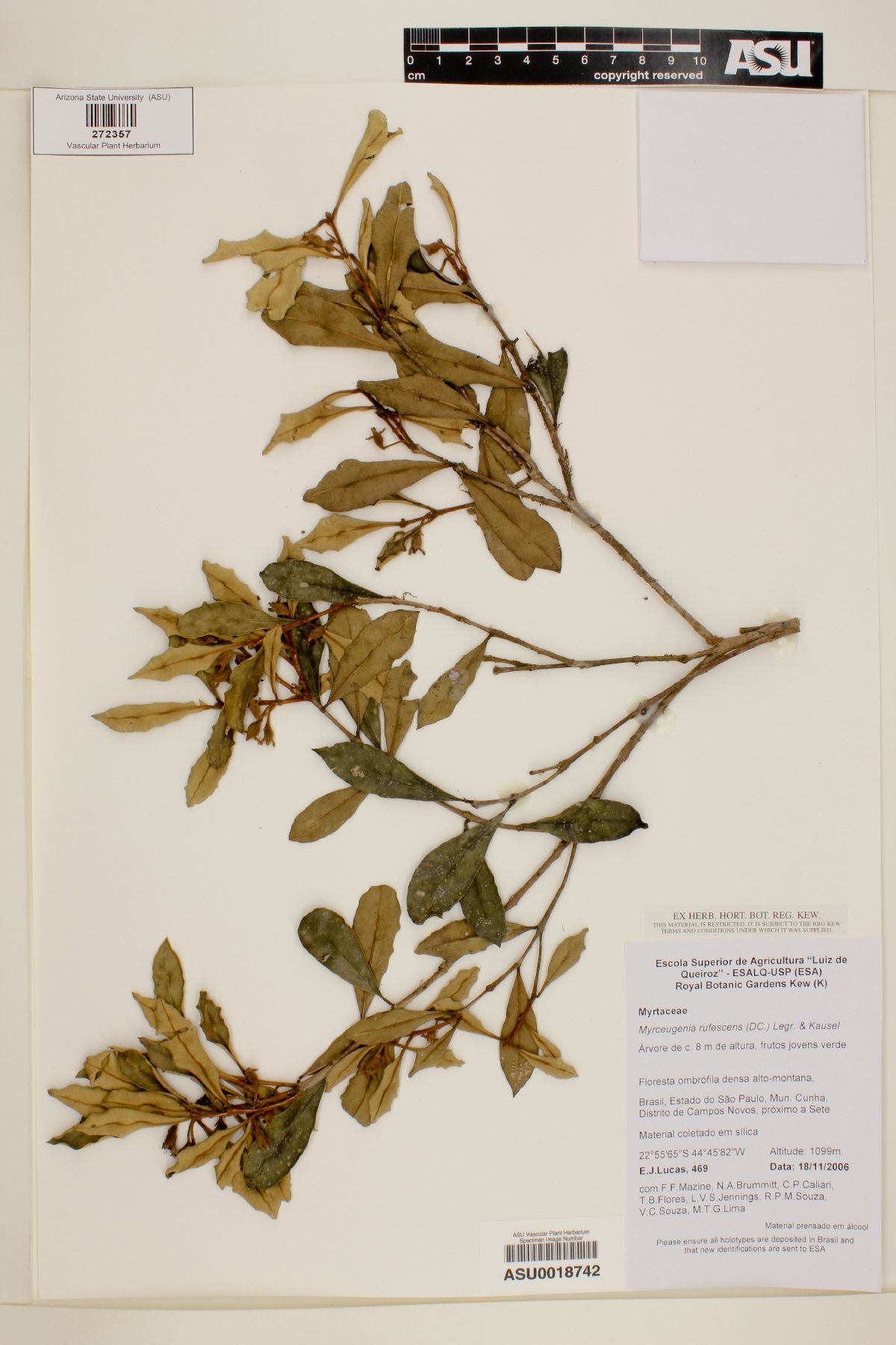 Myrceugenia rufescens image