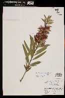 Melaleuca citrina image