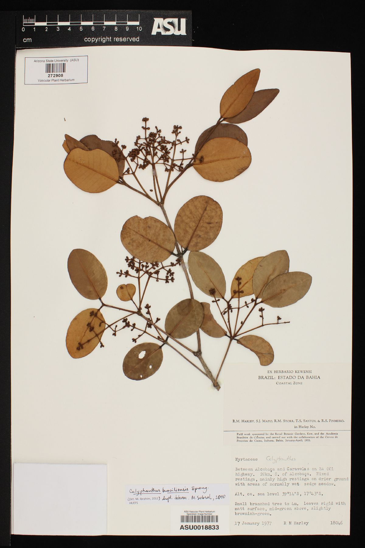 Calyptranthes brasiliensis image