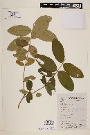 Eugenia salamensis image