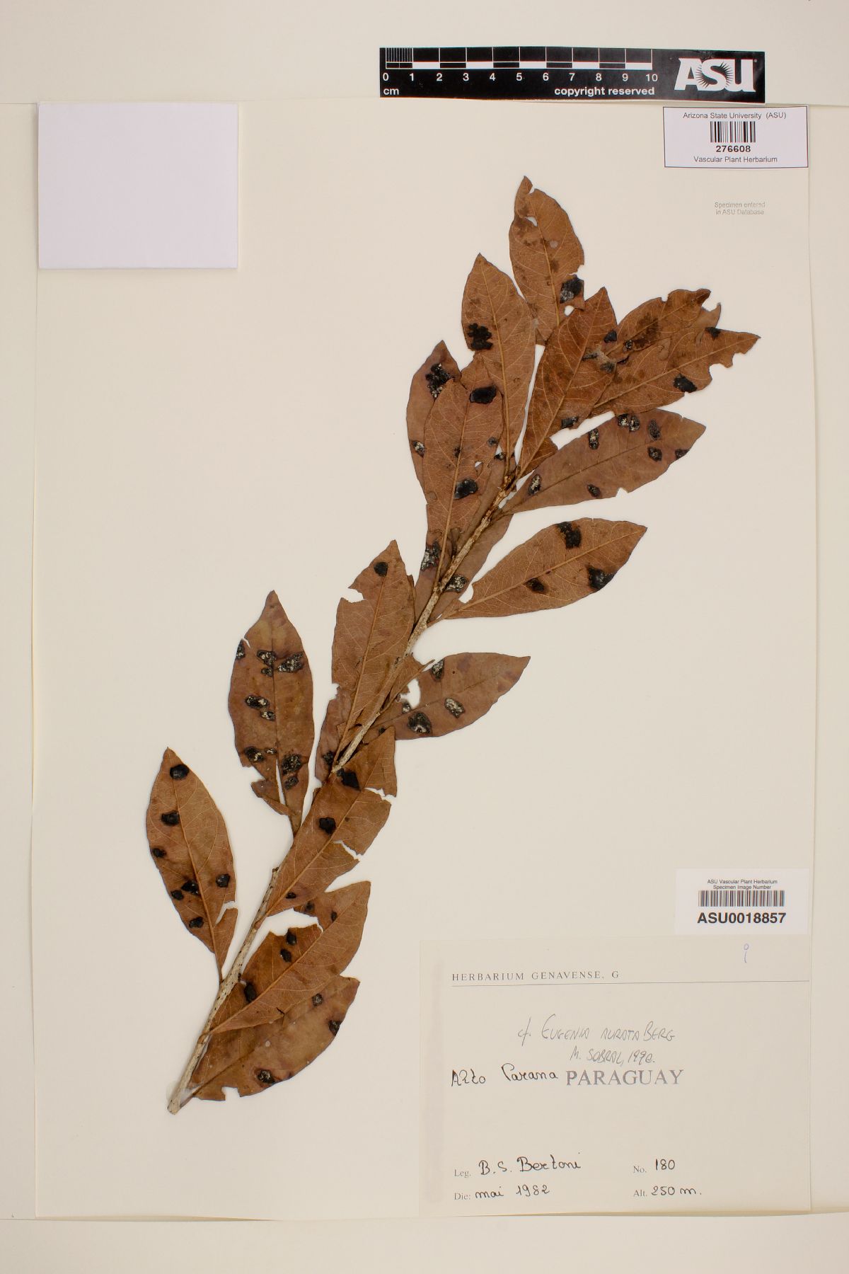 Eugenia aurata image