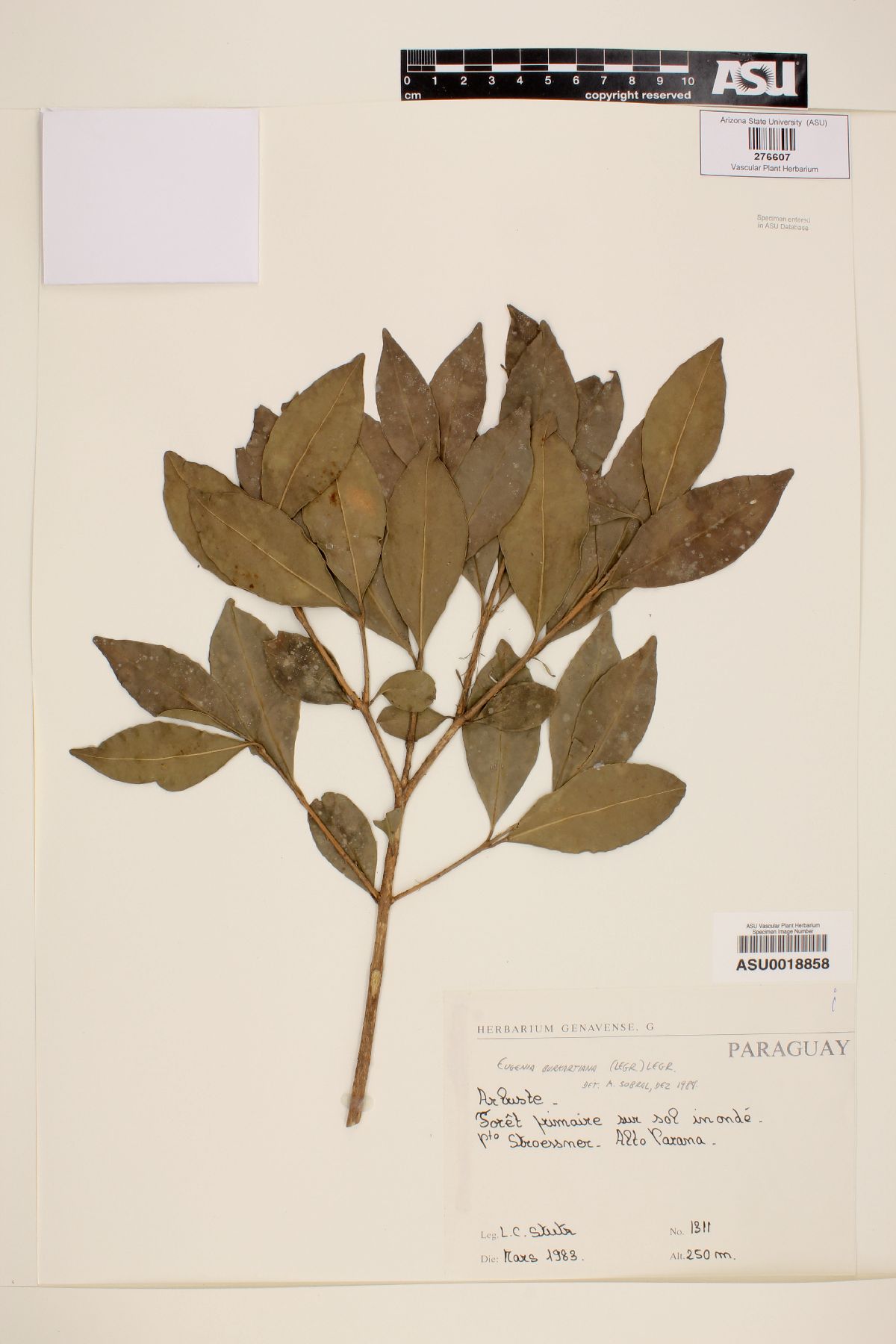 Eugenia burkartiana image