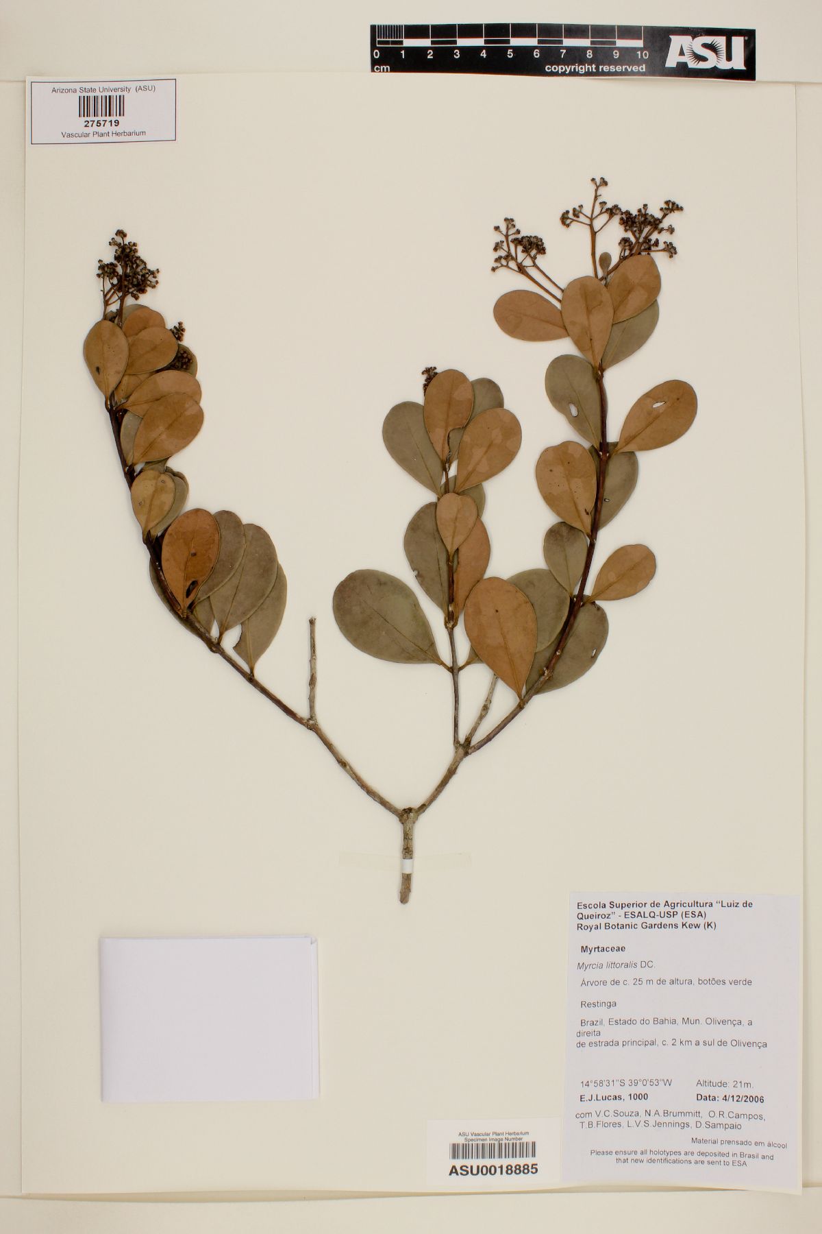 Myrcia littoralis image