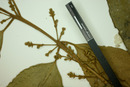 Eugenia oblongata image