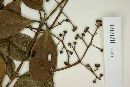 Myrcia littoralis image