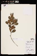Myrcia littoralis image