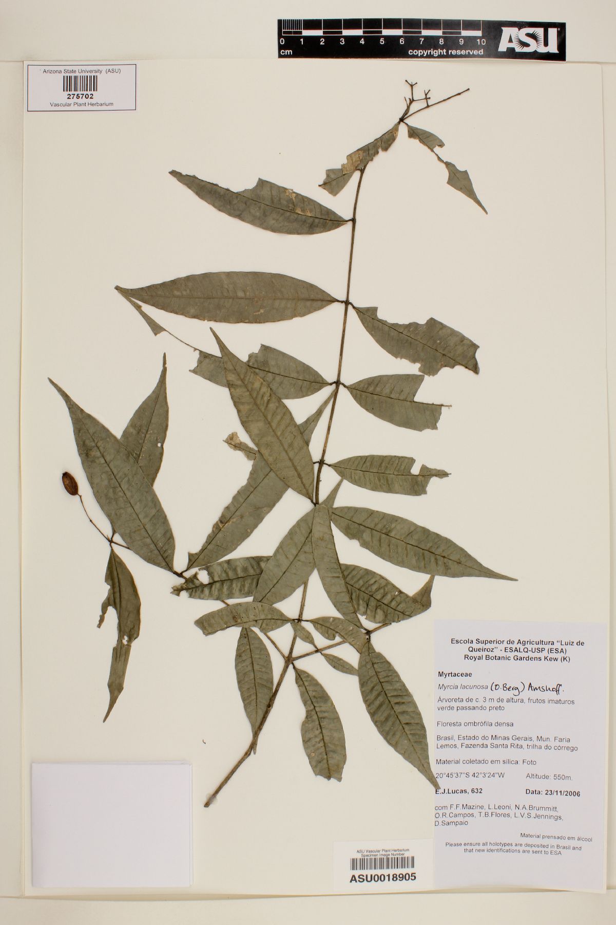 Myrcia lacunosa image