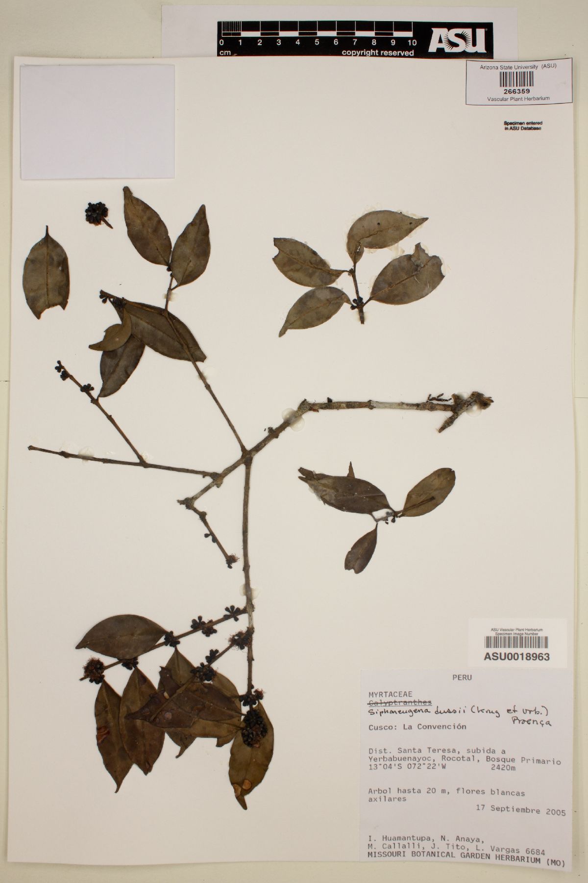 Siphoneugena dussii image