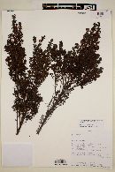Myrteola phylicoides image